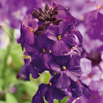 1) Lenzleuchten PEOM 'Lilac'